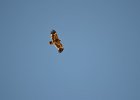 Steppearend (Aquila nipalensis) -   ten zuiden van Tsogt Ovoo 23-08-2016  (2)